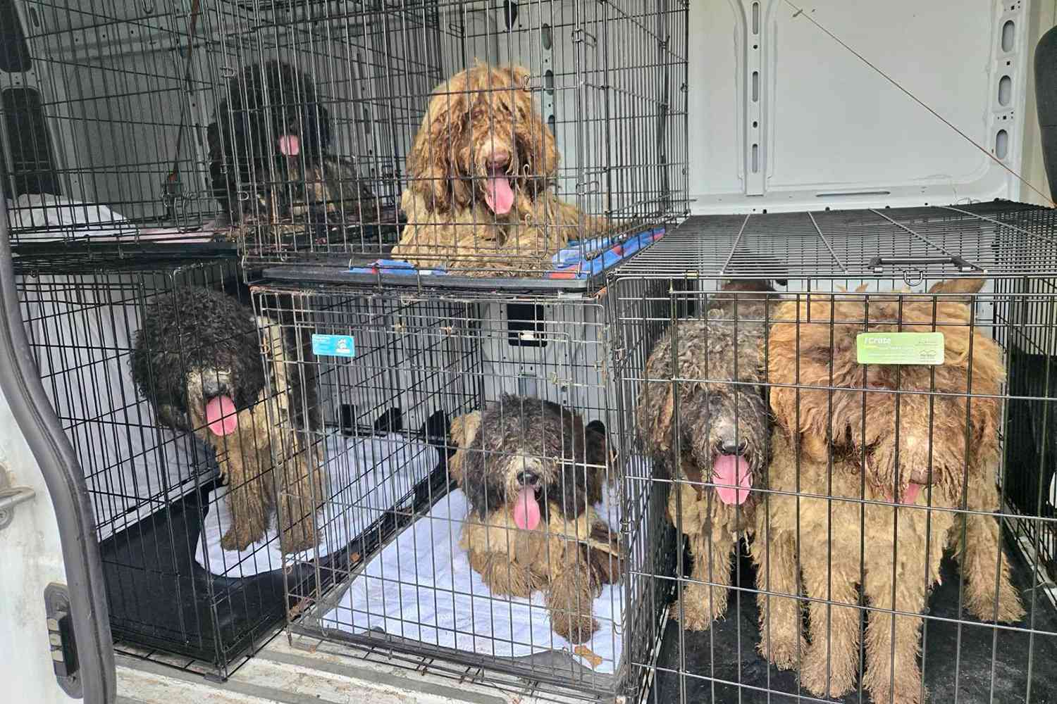 Rescued doodle dogs in crates from an illegal puppy mill operation