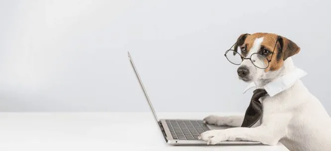 Rescued dog and cat representing Nevada animal advocacy